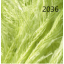 samba 2036.png